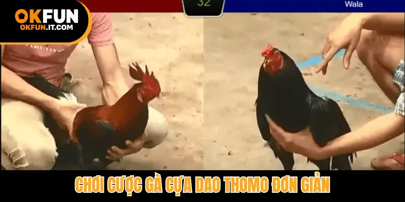 Chơi cược gà cựa dao Thomo đơn giản